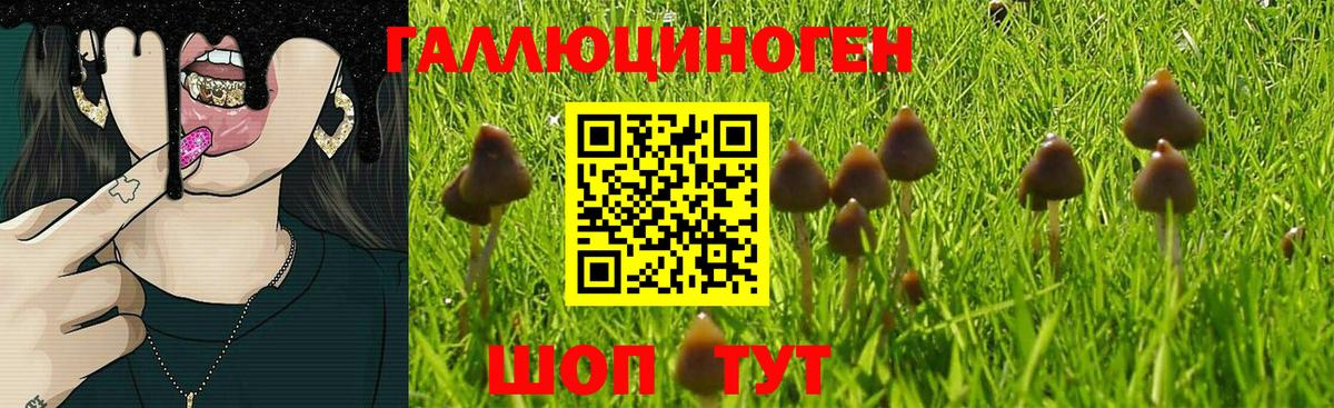 Братск  Псилоцибиновые грибы MAGIC MUSHROOMS  Галлюциногенные грибы прущие грибы  Вход с VPN 